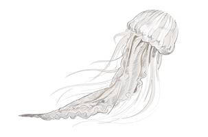 Jellyfish Free Vector Art 303x200 Jellyfish Free Vector Art