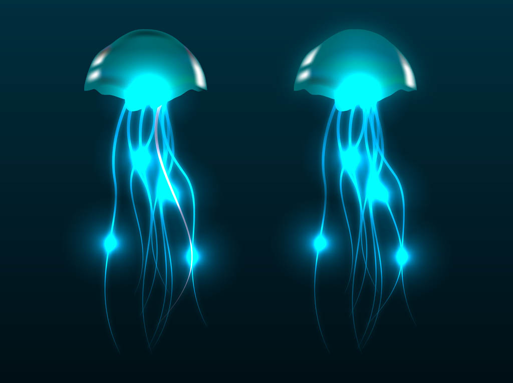 1024x765 Jellyfish Vectors Vector Art Graphics
