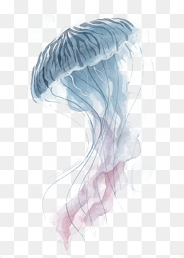 260x364 Vector Jellyfish, Ocean, Jellyfish, Wate