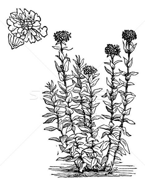 468x600 Jerusalem Cross Flower Or Lychnis Chalcedonica Vintage Engraving