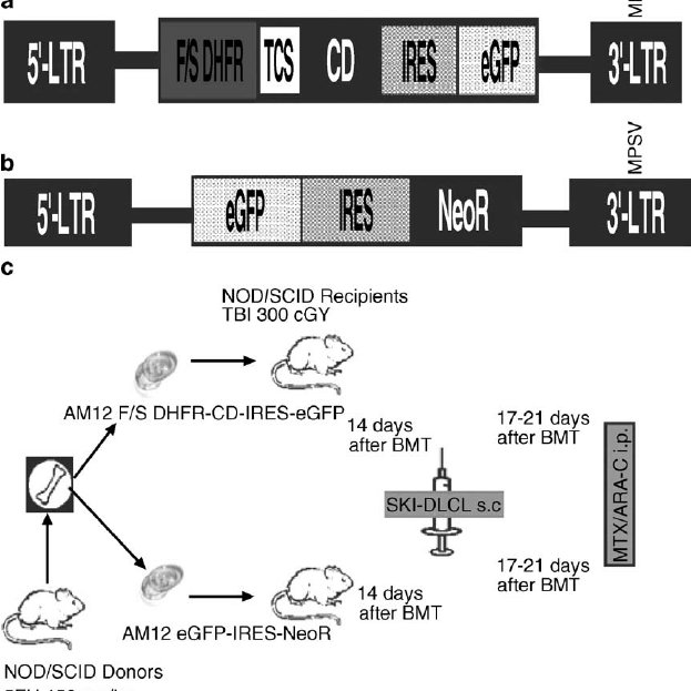 623x623 Moloney Murine Leukemia Virus Derived Sfg Retroviral Vectors