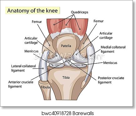 435x370 Anatomy Structure Knee Joint Vector, Art Print Barewalls