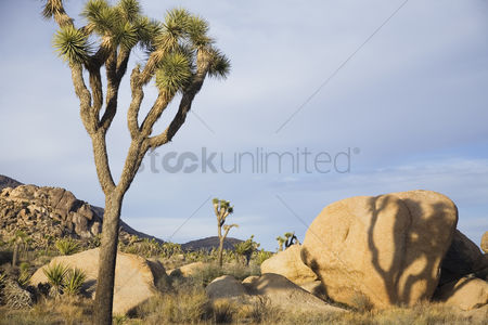 450x300 Free Joshua Tree Stock Vectors Stockunlimited