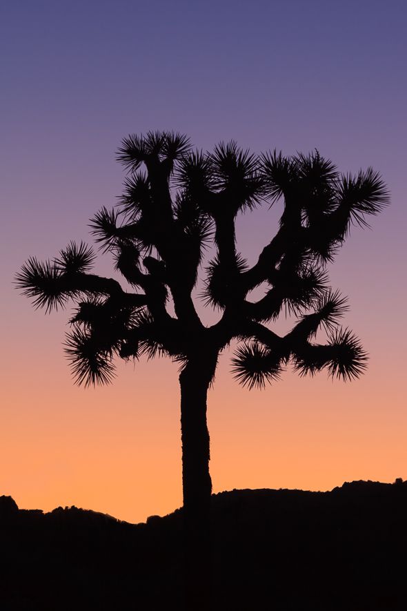 590x885 Huge Collection Of 'joshua Tree Silhouette' Download More Than
