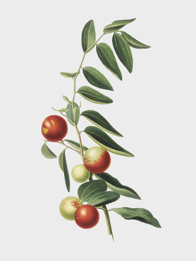 626x834 Chinese Jujube From Pomona Italiana Illustration Vector Free
