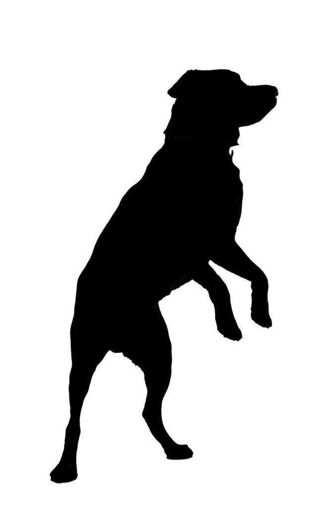 Collection Of 'jumping Dog Silhouette' Download More Than 666x1024 Collection Of 'jumping Dog Silhouette' Download More Than