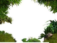 Jungle Frame Vector