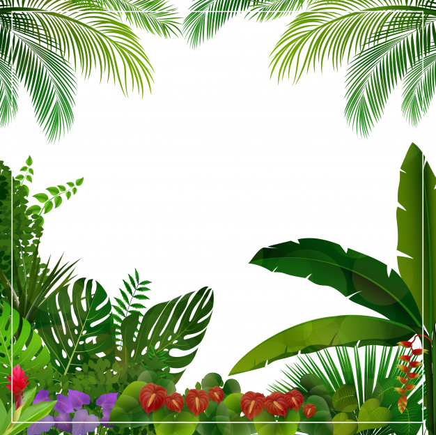 626x624 Tropical Jungle Frame Background Vector Premium Download