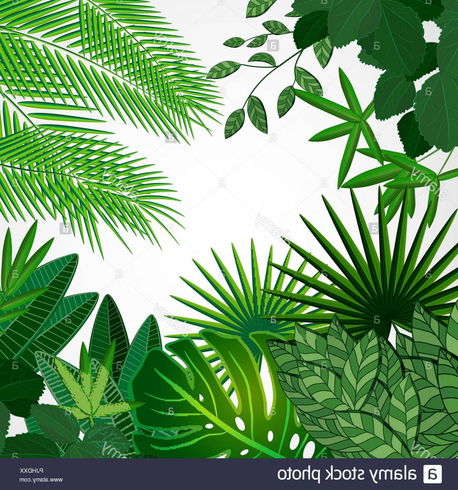 1560x1668 Frame Made Of Leaves On A White Background Jungle Tropical Floral