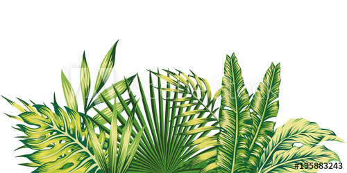 500x250 Jungle Leaves Vector Composition Tropical Pattern Green