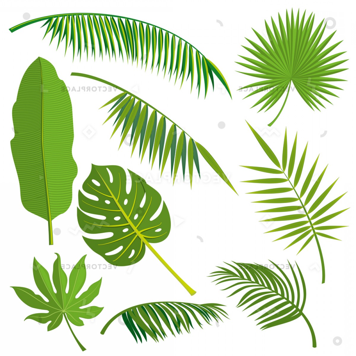 Jungle Leaves Vector at Vectorified.com | Collection of Jungle Leaves ...