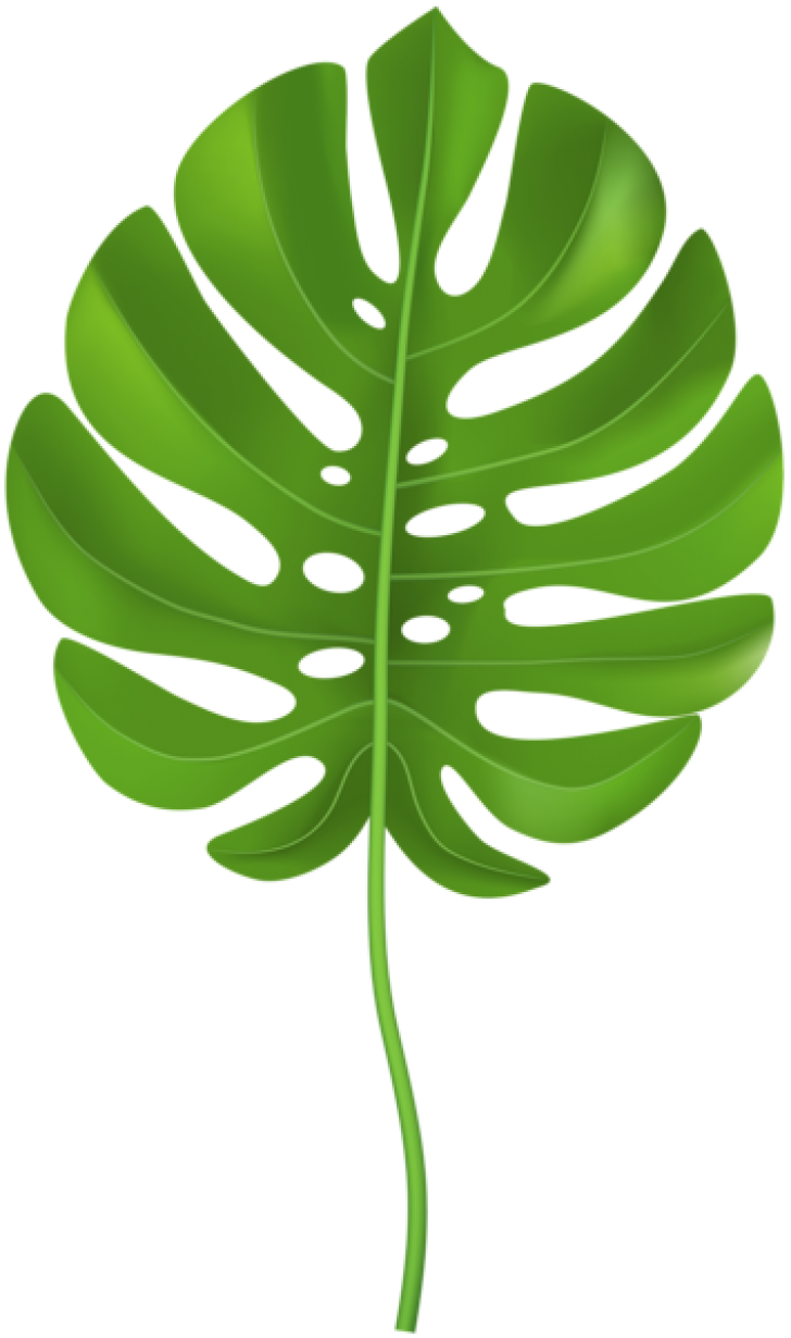 728x1230 Leaf Cliparts Transparent Vector For Free Download On Saurabh