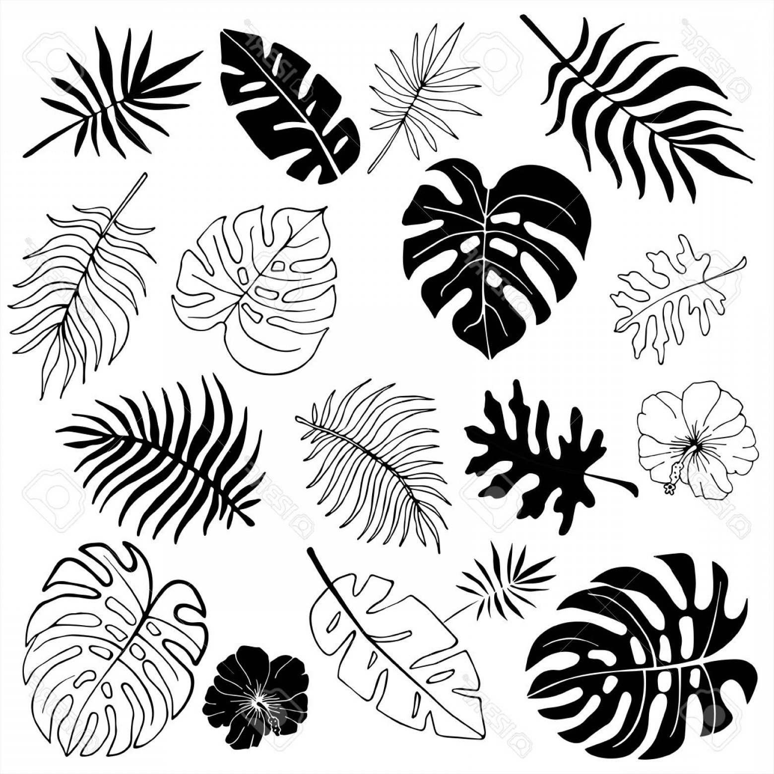 1560x1560 Photostock Vector Isolated Silhouettes Of Tropical Palm Leaves