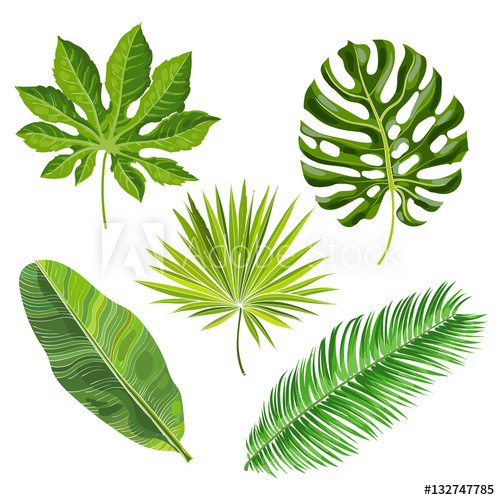 500x500 Set Of Tropical Palm Leaves, Vector Illustration Isolated On White
