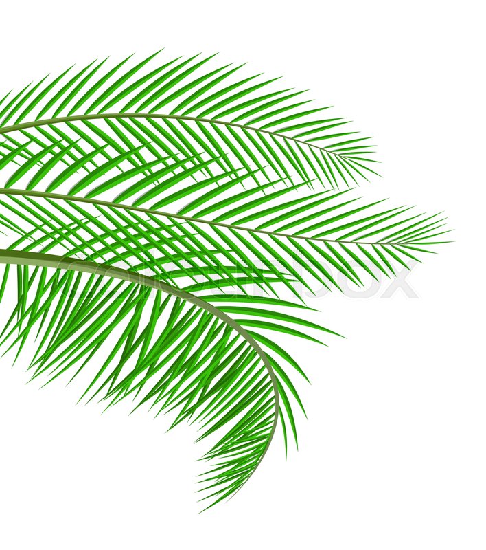 708x800 Tropical Green Leaves Jungle Leaves Stock Vector Colourbox