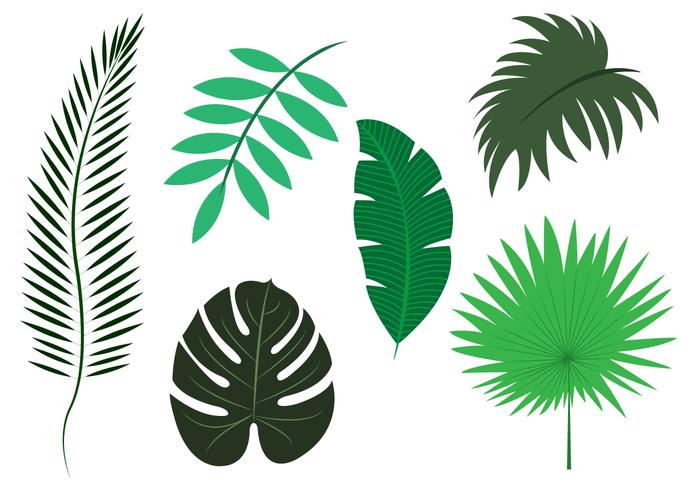 700x490 Vector Set Of Palm Leaves
