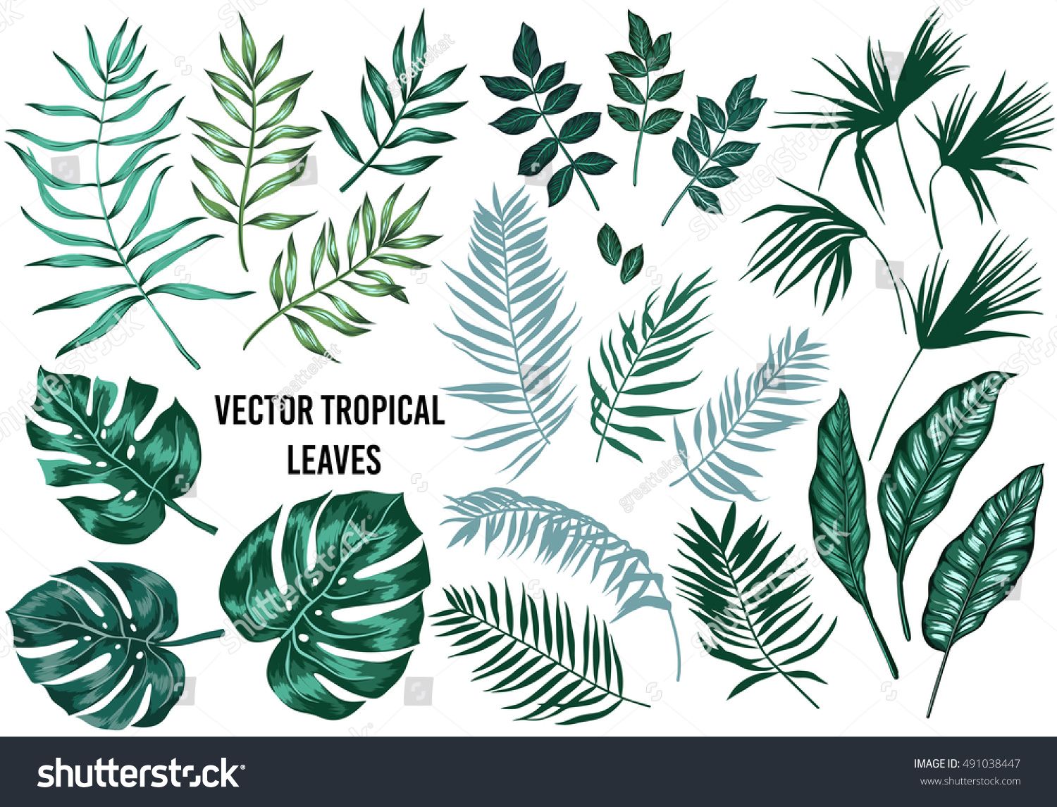 1500x1146 Vector Tropical Palm Leaves, Jungle Leaves, Split Leaf