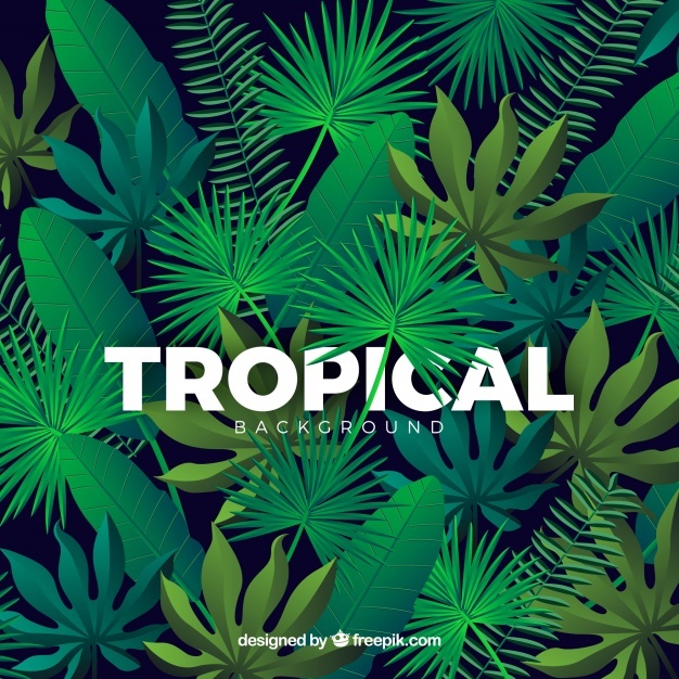 626x626 Jungle Vectors, Photos And Free Download