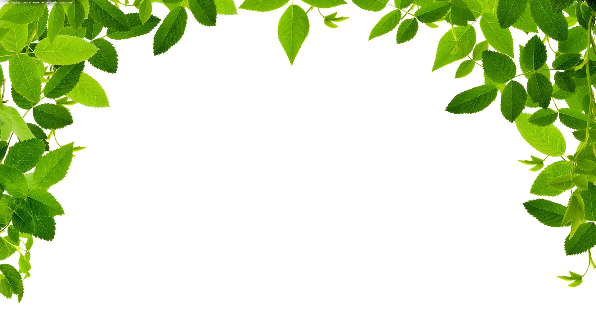 1920x1024 Jungle Vines Clipart Collection