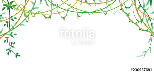 500x238 Vine Jungle Branches Hanging Climber Isolated On White Background