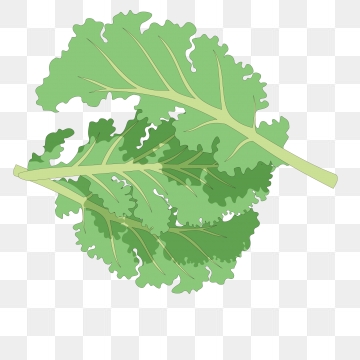 360x360 Kale Png Images Vector And Free Download