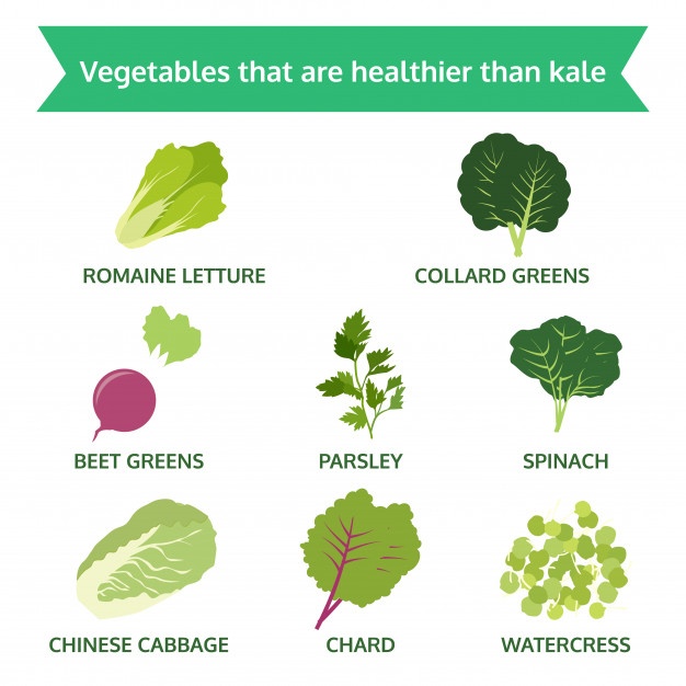 Kale Vector at Vectorified.com | Collection of Kale Vector free for ...