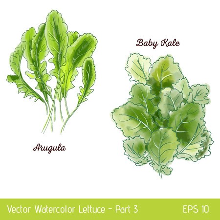 450x450 Kale Hand Drawn Vector Set Vegetable Engraved Style Illustration
