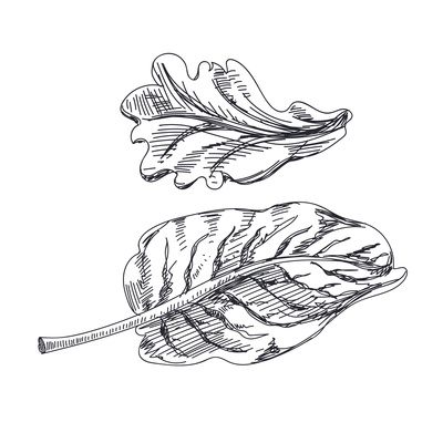 400x400 Kale On Curated Vector Illustrations, Stock Royalty Free Images