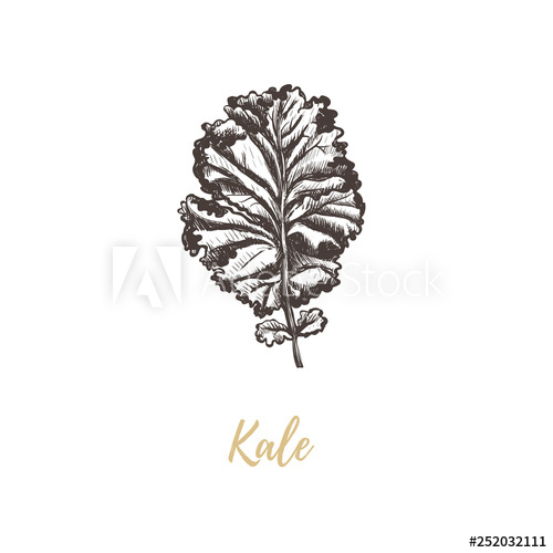 500x500 Kale Vector Illustration