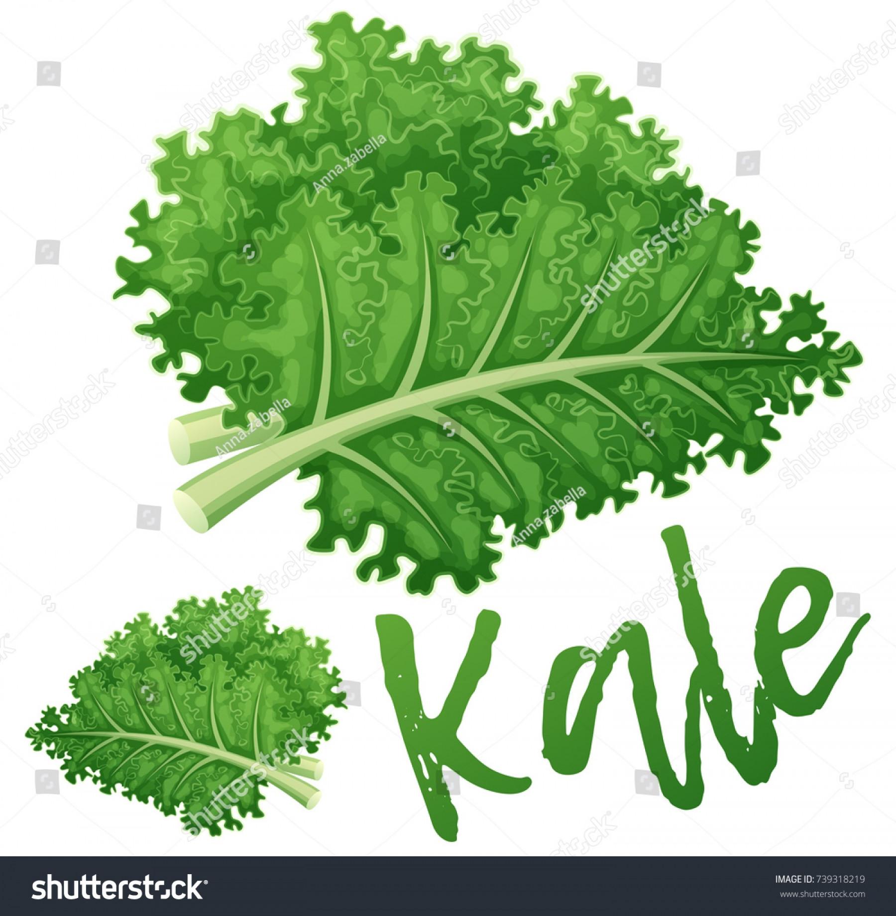 1800x1840 Top Kale Vegetable Icon Cartoon Vector Illustration Cdr