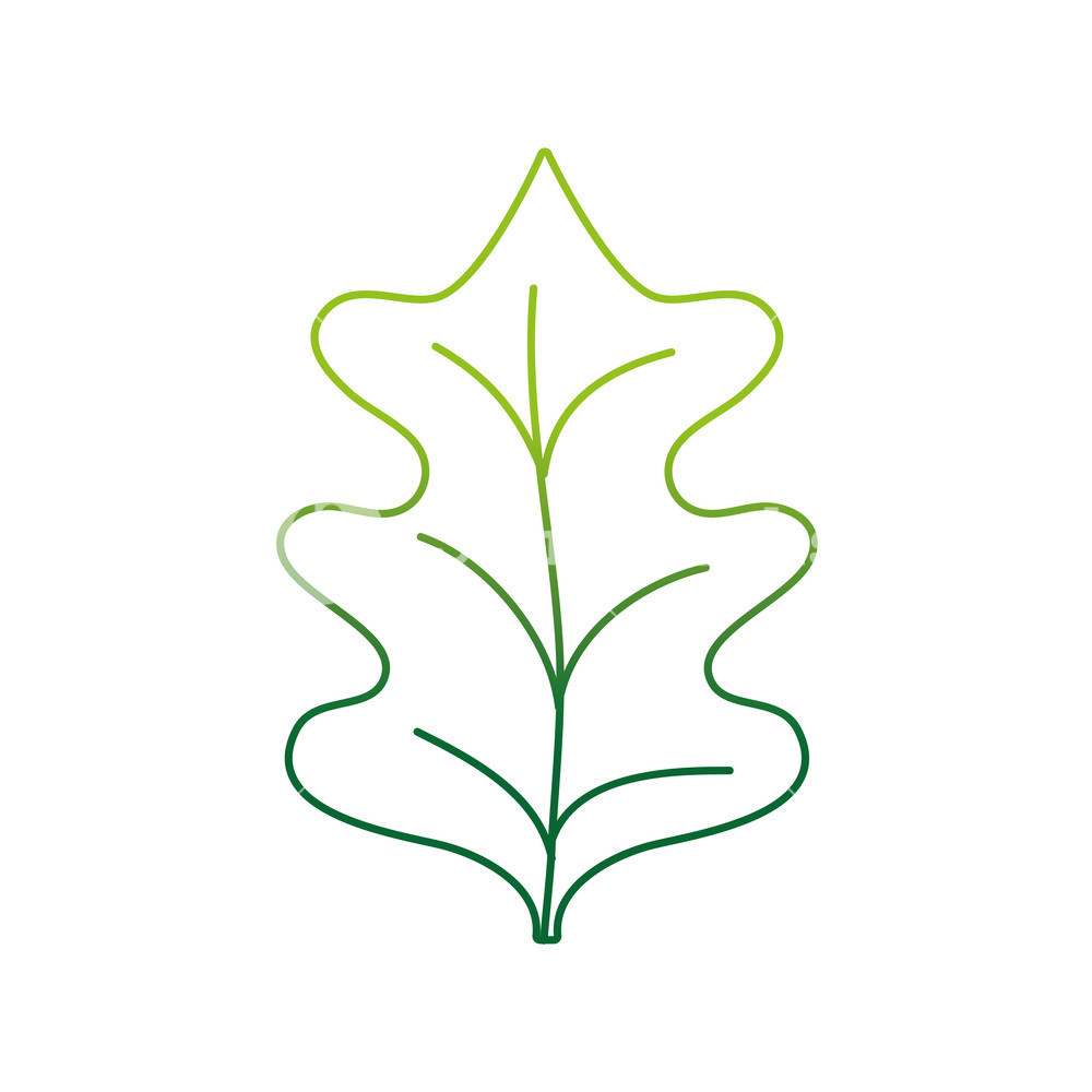 1000x1000 Color Line Tropical Kale Leal Natural Plant Vector Illustration