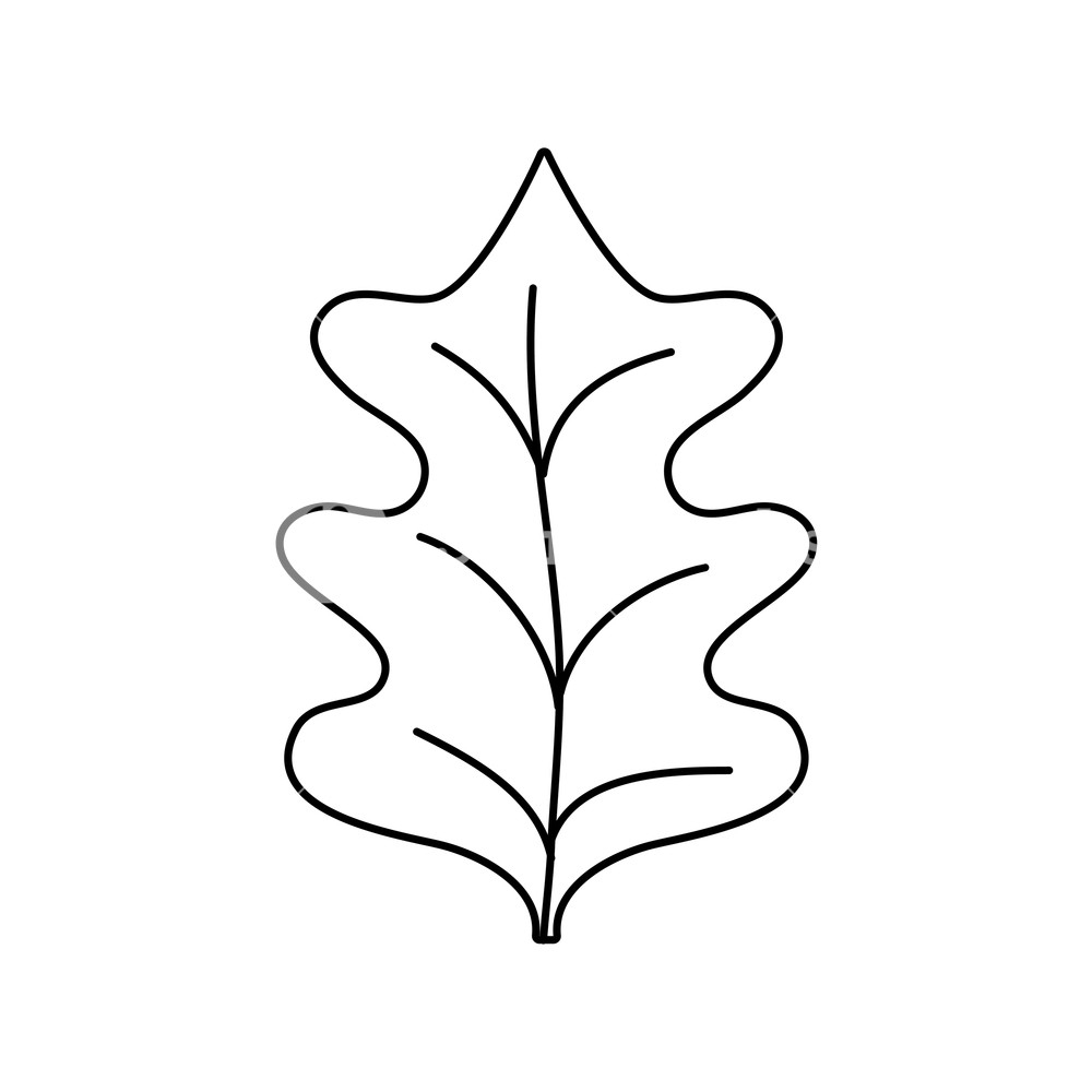 1000x1000 Line Tropical Kale Leal Natural Plant Vector Illustration Royalty