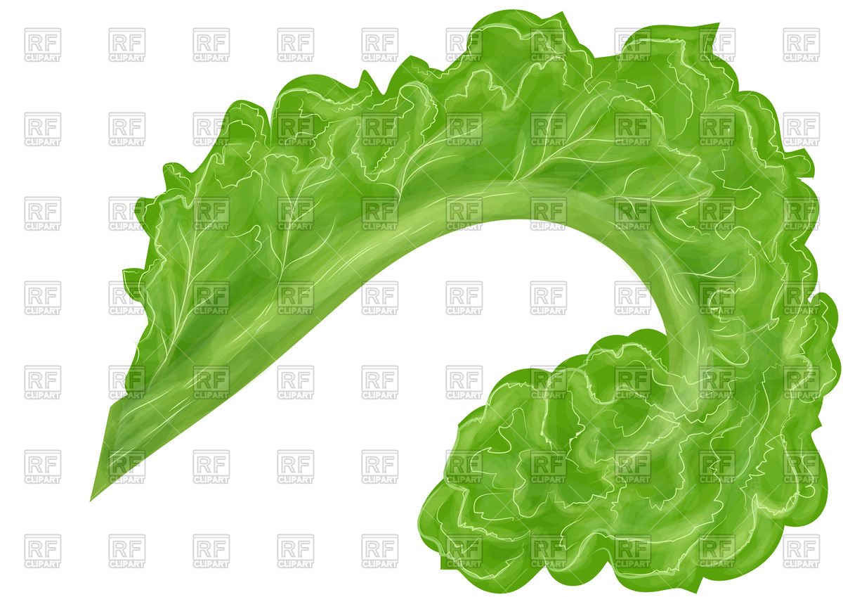 1200x849 Curly Kale Vector Image Of Food And Beverages Arkela