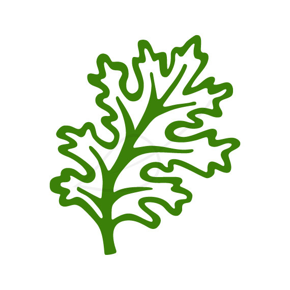 570x570 Curly Kale Clipart Free Cliparts Download Images