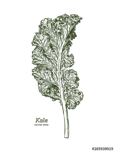 380x500 Kale, Hand Draw Sketch Vector Vegetable Stock Image And Royalty