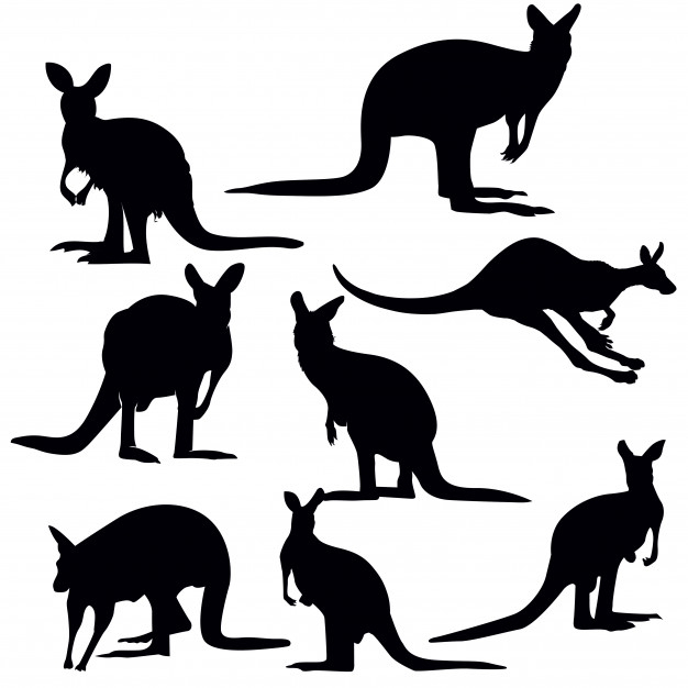 626x626 Kangaroo Silhouette Set Vector Premium Download