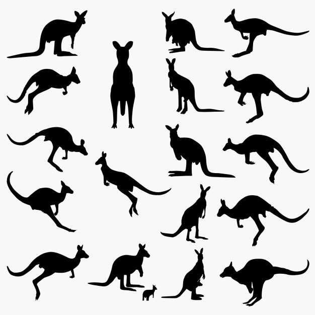 626x626 Kangaroo Silhouettes Vector Premium Download
