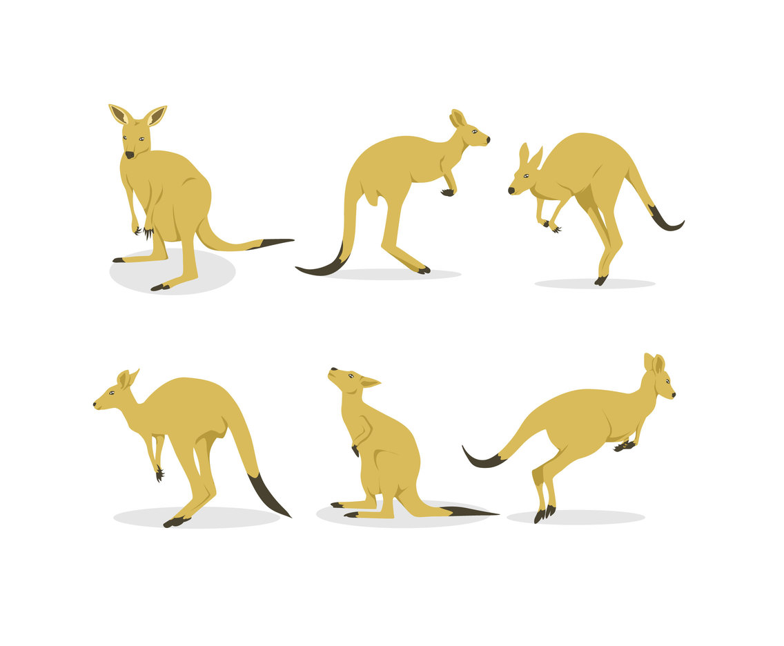 1136x936 Kangaroo Illustration Vector Vector Art Graphics