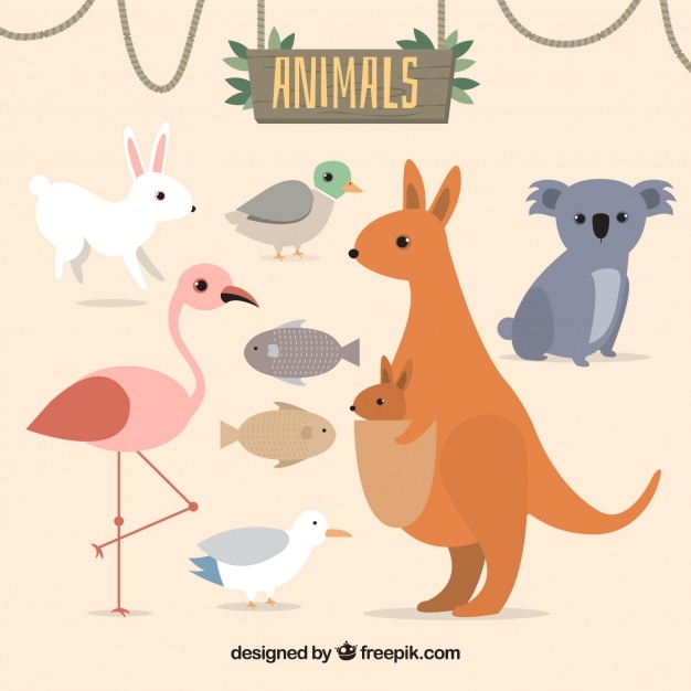 626x626 Kangaroo Vectors, Photos And Free Download