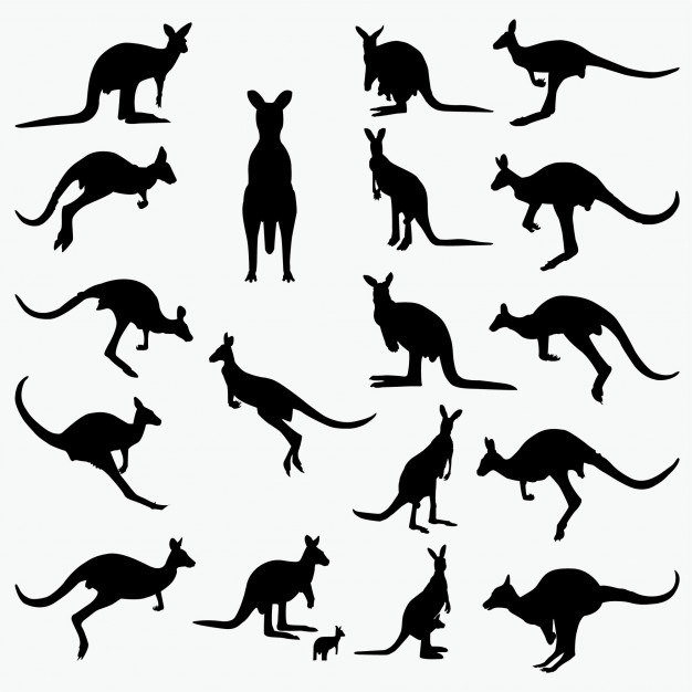 626x626 Kangaroo Silhouettes Vector Premium Download