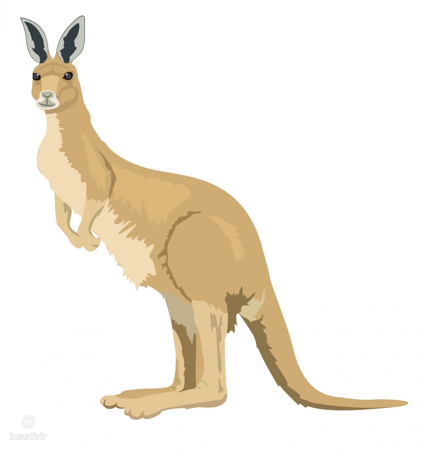 1489x1600 Standing Kangaroo Vector Image For Free