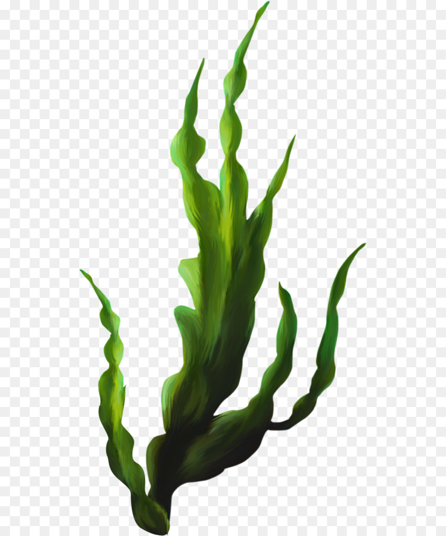 900x1080 Huge Collection Of 'kelp Clipart' Download More Than Images