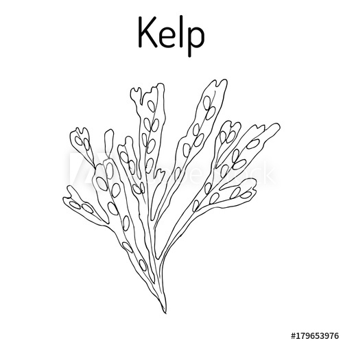 500x500 Kelp Fucus Vesiculosus Seaweed