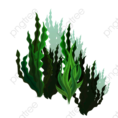 400x400 Kelp Png