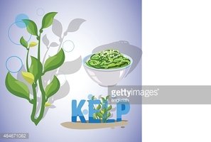 297x200 Kelp Seaweeds Vector Stock Vectors