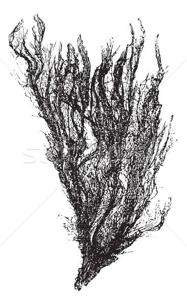 368x600 Kelp Stock Vectors, Illustrations And Cliparts Stockfresh