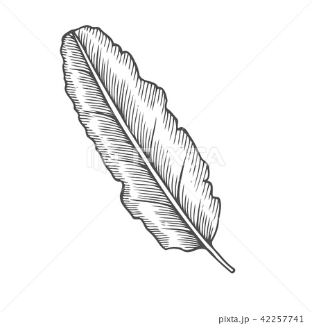 450x468 Kelp Vectors