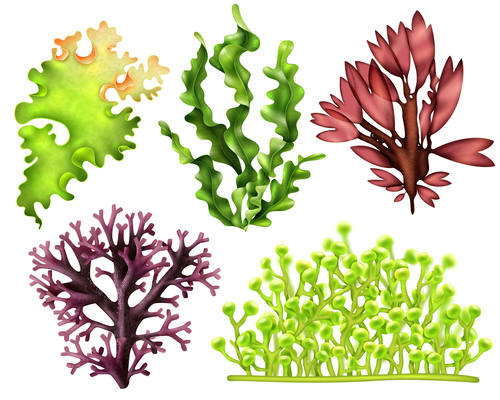500x400 Kelp On Curated Vector Illustrations, Stock Royalty Free Images