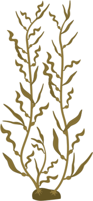 185x400 Macrocystis Pyrifera