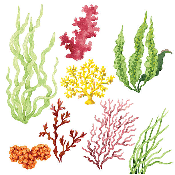 612x612 Sea Kelp Clipart